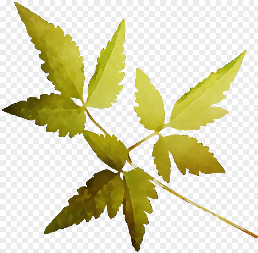 Twig Plant Stem Leaf Plants Structure PNG