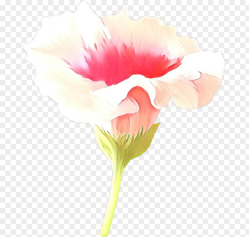 Watercolor Paint Cut Flowers White Pink Flower Petal Plant PNG
