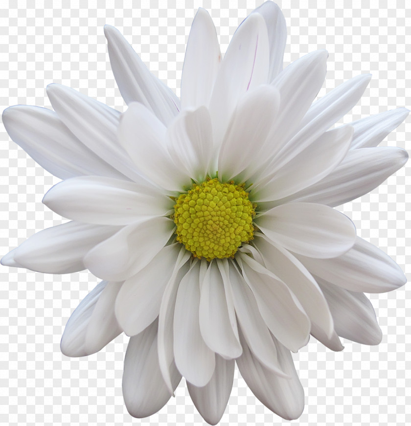 White Flower Cut Flowers Petal Transvaal Daisy PNG