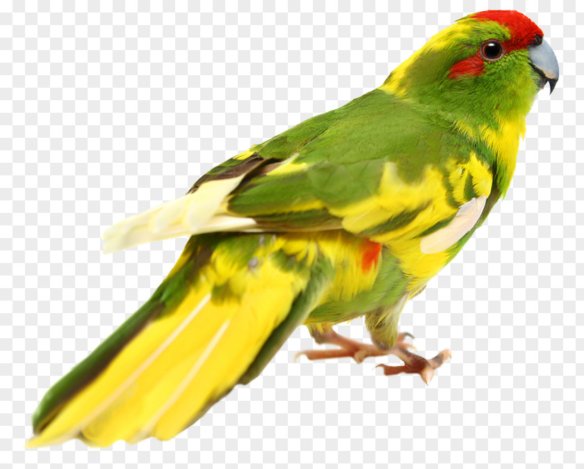 Bird Budgerigar Lovebird Cockatiel Loriini PNG