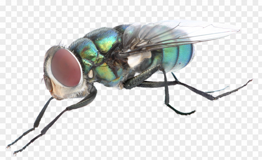 Fly Insect Bird Zumbido PNG