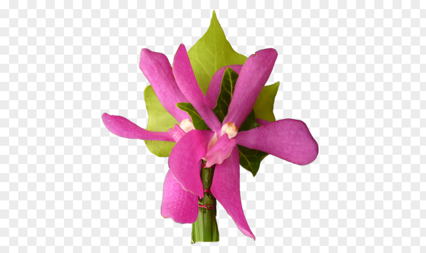 Plant Cattleya Orchids Cut Flowers Stem Herbaceous PNG