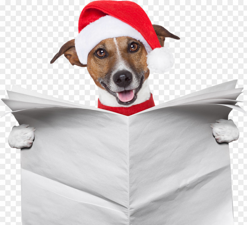 Santa Claus Jack Russell Terrier Dachshund Samoyed Dog Pet Sitting PNG