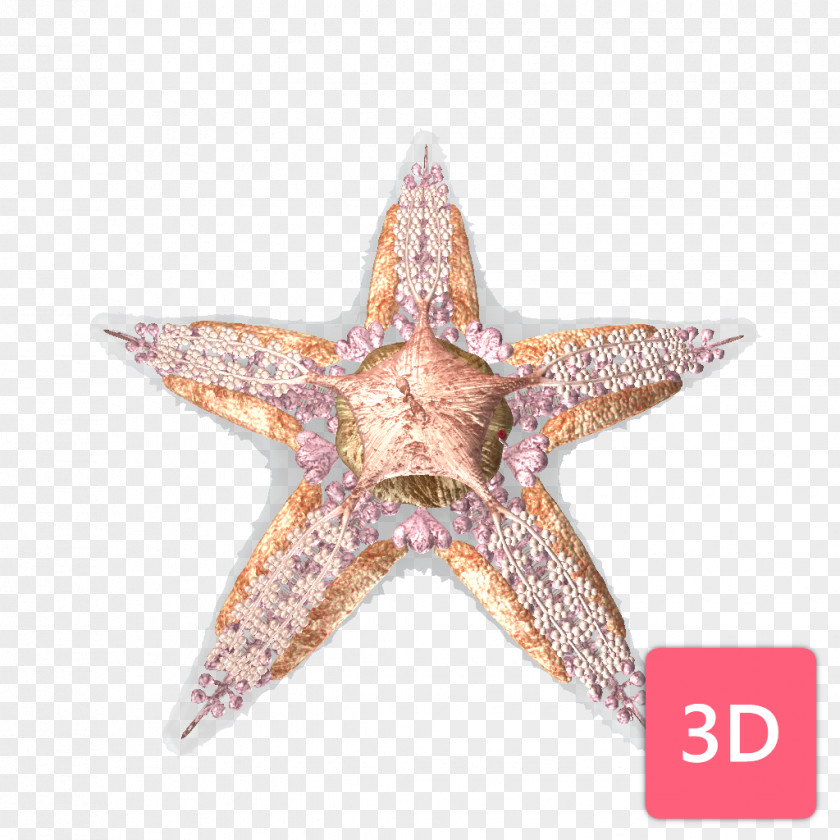 Starfish Comparative Anatomy Human Body Sea PNG