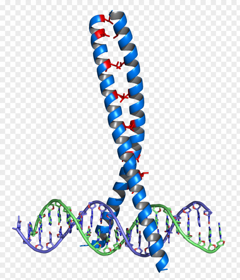 Zipper Leucine Structural Motif DNA-binding Domain Protein PNG