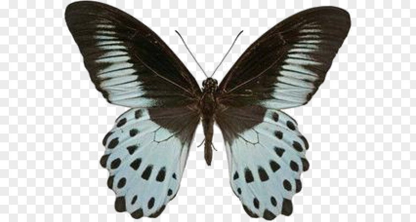 Butterfly Swallowtail Insect Papilio Polymnestor Morpho PNG