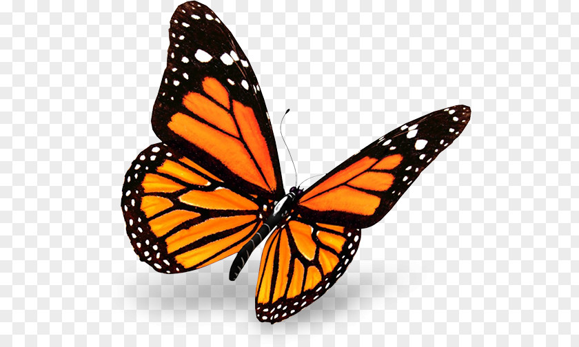 Butterfly The Monarch Insect PNG