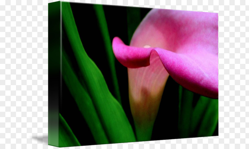 Callalily Flower Green Bud Plant Stem Purple PNG