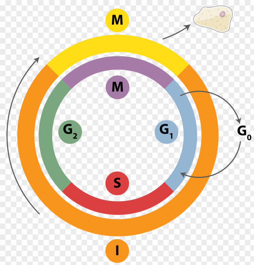 Cell Cycle DNA Replication Mitosis Interphase PNG