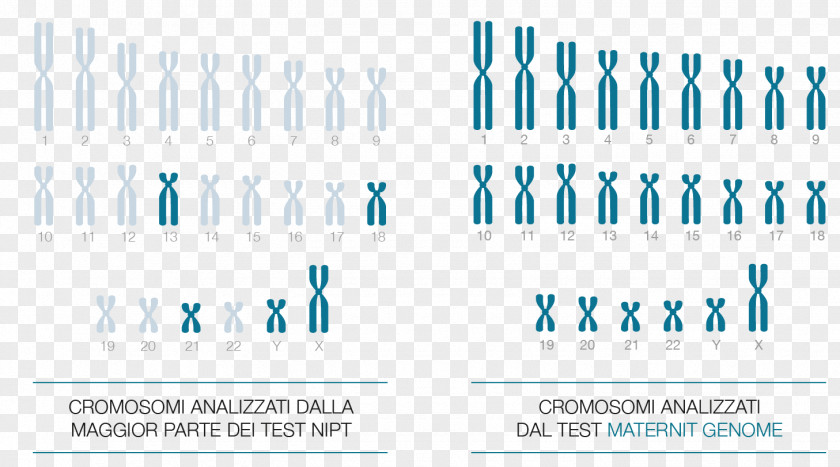 בדיקת DNA עוברי Genetic TestingMedici Chromosome Human Genome NIPT PNG