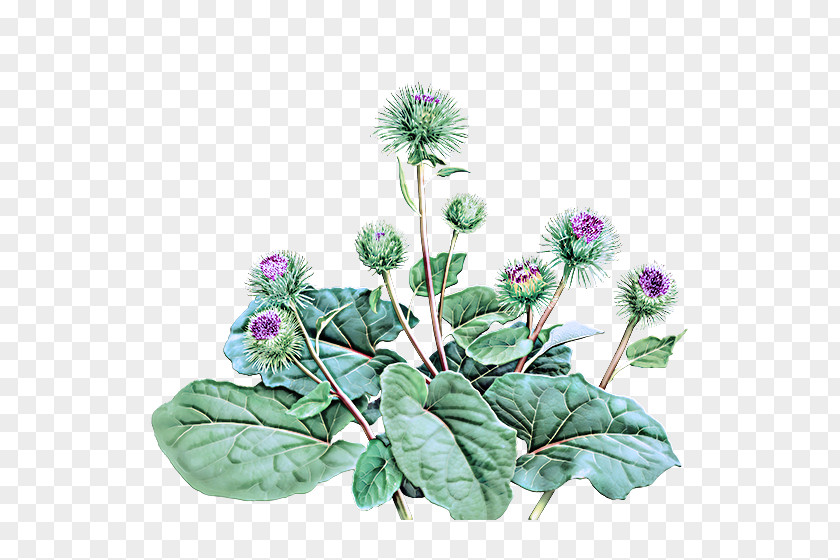 Perennial Plant Leaf Flower Greater Burdock Red Clover PNG