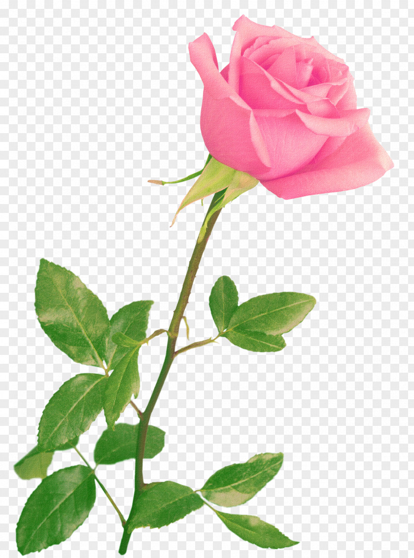 Pink Roses Wedding Invitation Paper Flower PNG
