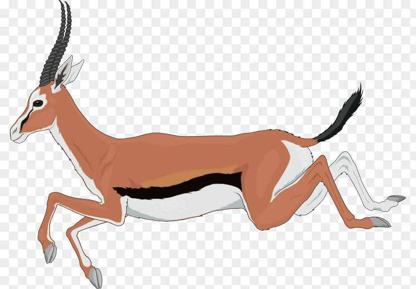 Springbok Antelope Pronghorn Clip Art Gemsbok PNG