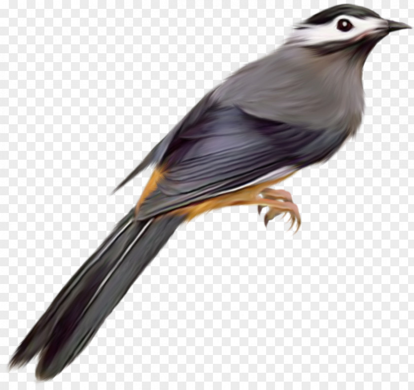 Bird Common Starling Clip Art PNG