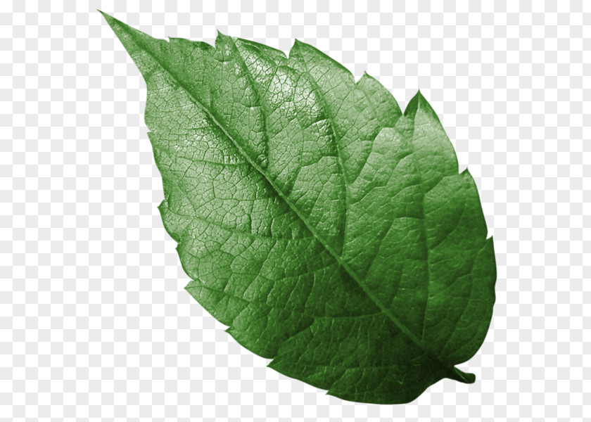 Leaf Clip Art Image Desktop Wallpaper PNG