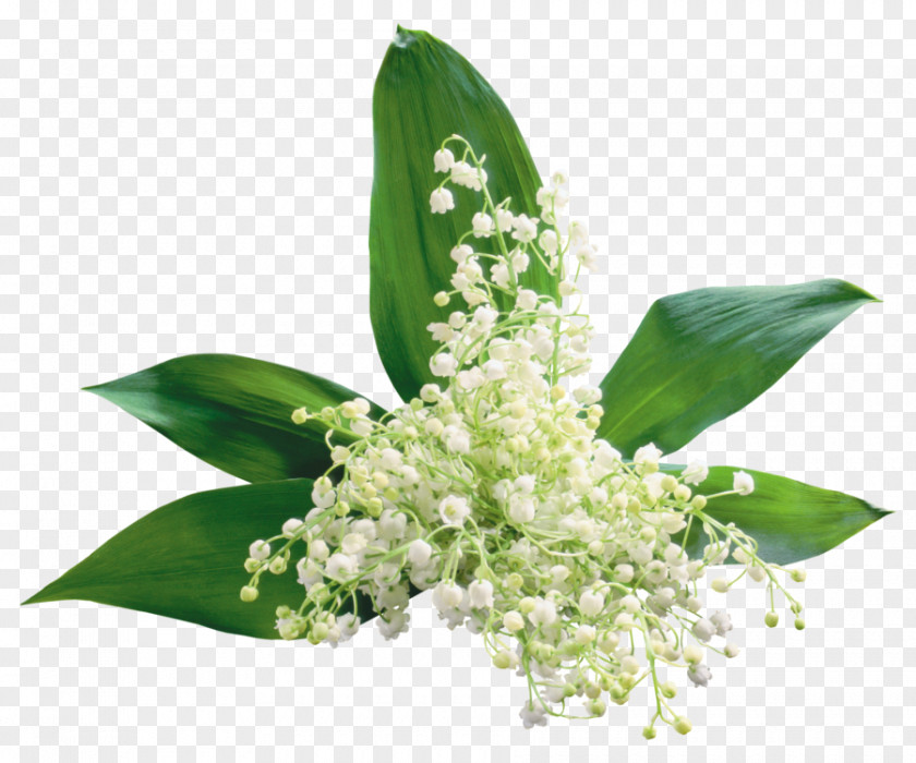 Lily Of The Valley Clip Art GIF Desktop Wallpaper PNG