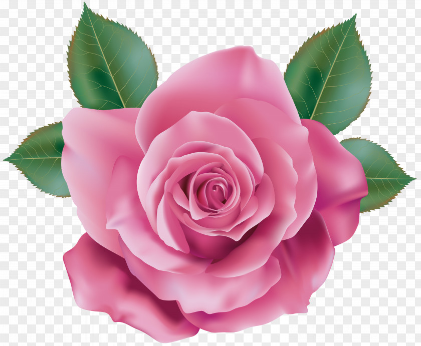 Pink Rose Transparent Clip Art Quartz PNG