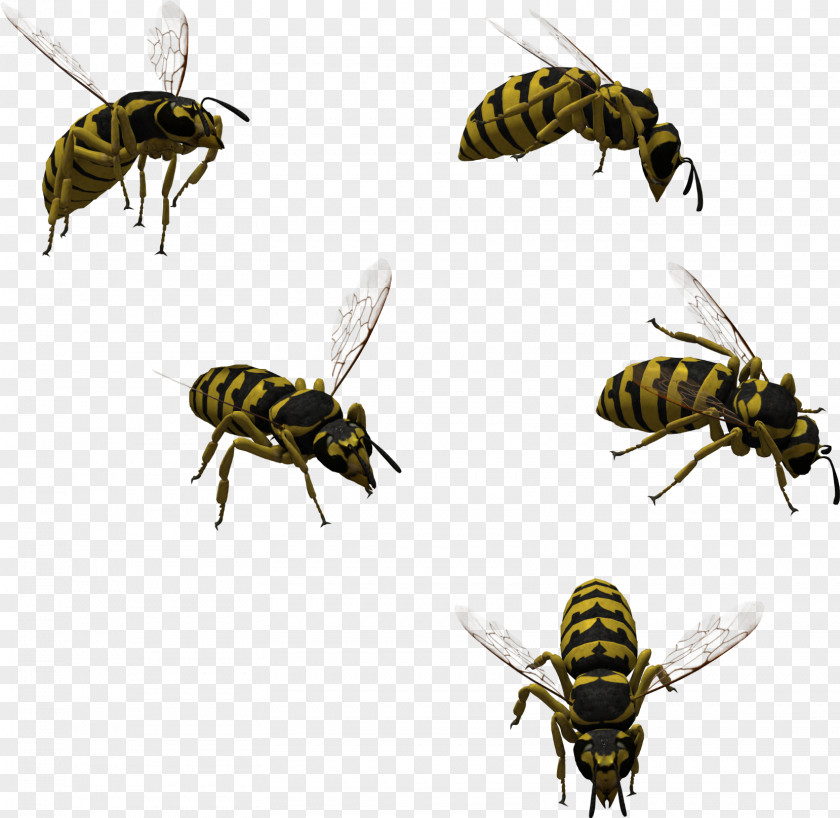 Bee Honey Hornet Characteristics Of Common Wasps And Bees PNG