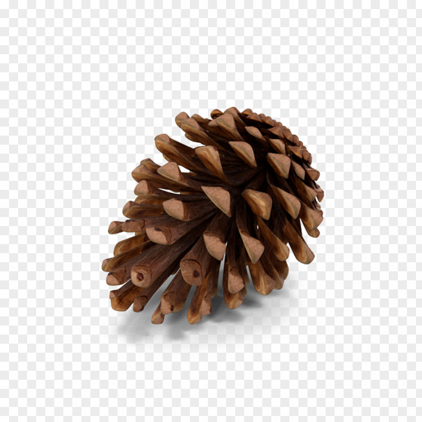 Fir Cones Pine Conifer Cone PNG