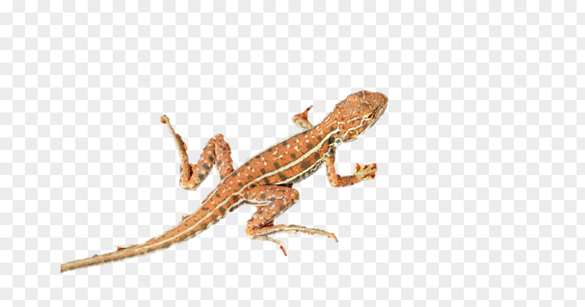 Lizard Agama Gecko Clip Art PNG