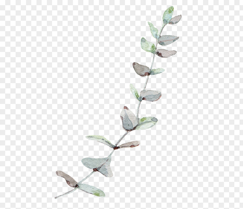 Nordic Wind Eucalyptus Leaves Gum Trees Leaf PNG