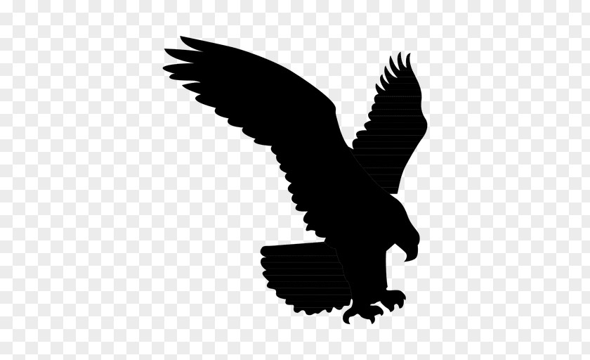 Bald Eagle Silhouette Owl Vector Graphics PNG