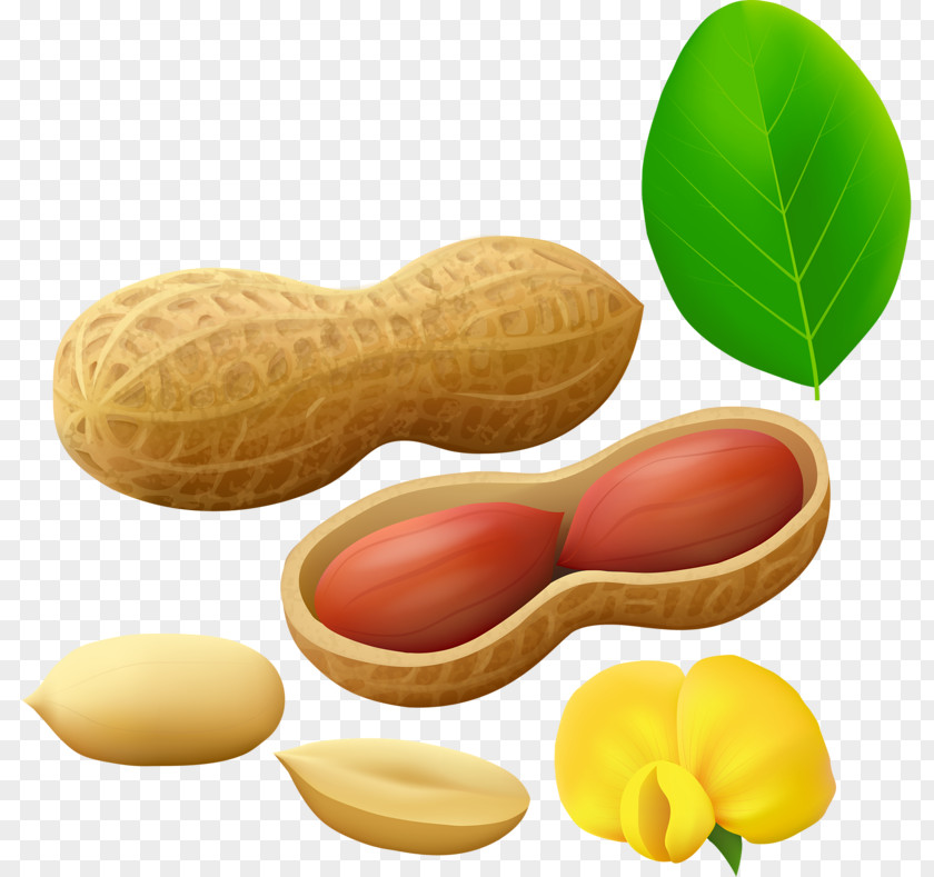 Cartoon Nuts Peanut Clip Art Image PNG