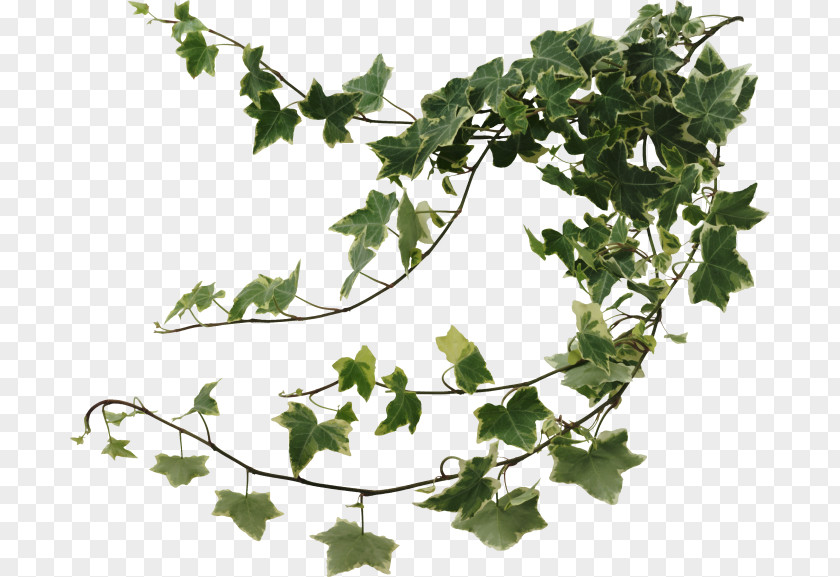 Leaf Common Ivy Vine Variegation Hedera Colchica PNG