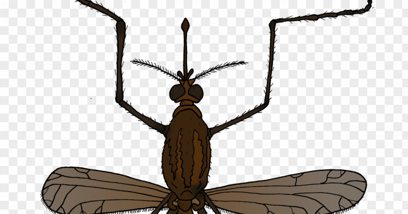 Mosquito Insect Animal Fly Pest PNG