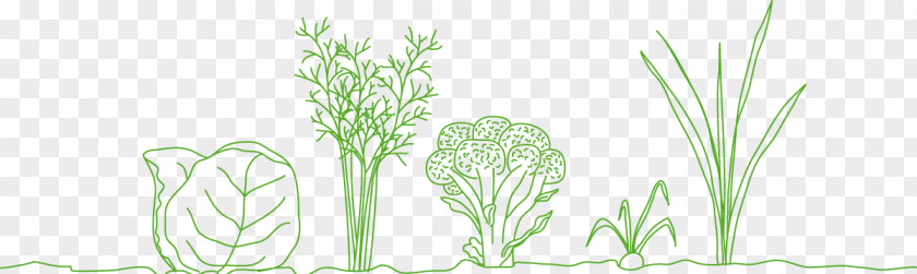 Romanesco Broccoli Grasses Floral Design Vase Ecosystem PNG