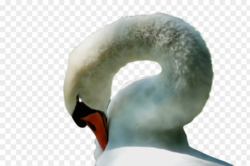 Waterfowl Ear Swan Neck Head Water Bird Beak PNG