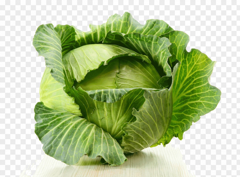 Cabbage Food Vegetable Eating Health PNG