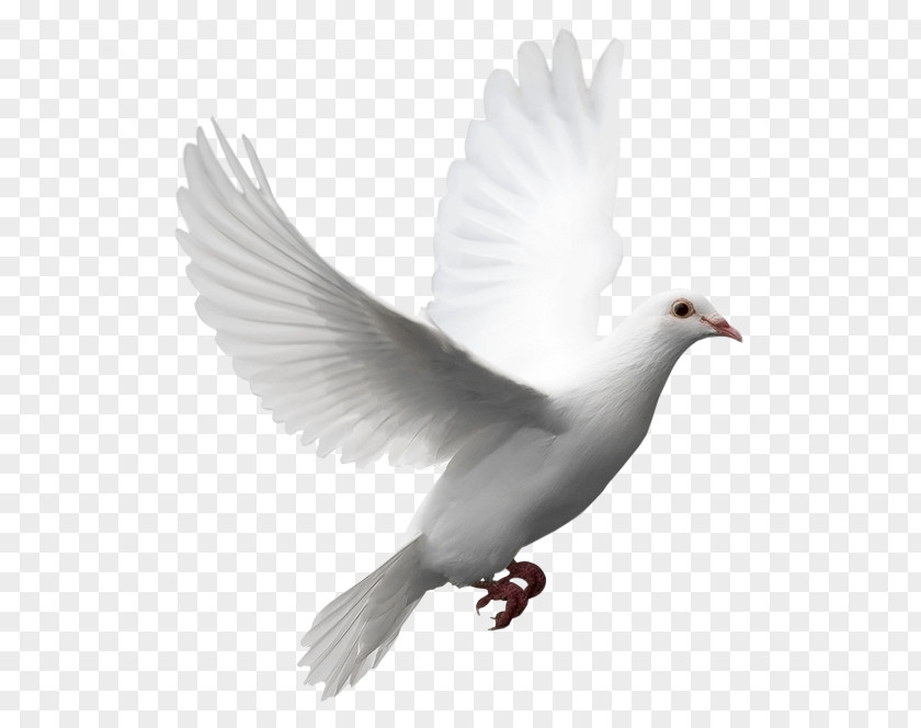 Columbidae Release Dove Doves As Symbols Domestic Pigeon Clip Art PNG