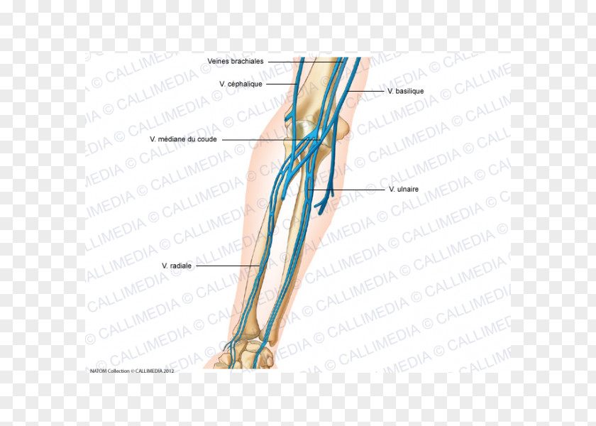 Hand Vein Elbow Forearm Anatomy Artery PNG