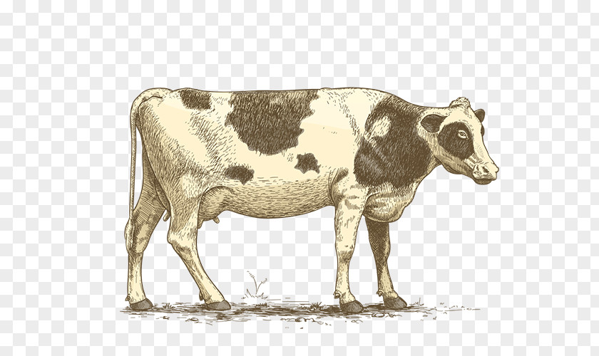 Sea Calf Dairy Cattle Ox Pig Goat PNG