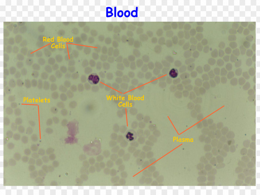 Blood Cells Film Red Cell White PNG