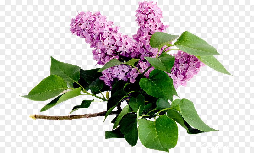 Crepe-myrtle PNG