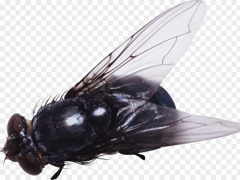 Insect Fly Clip Art PNG