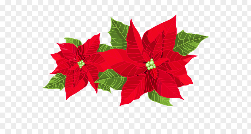 Poinsettia Clip Art PNG