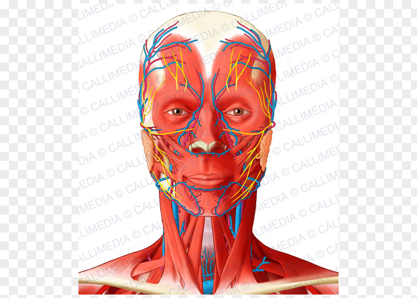 Superficial Temporal Nerve Facial Artery Angular Head And Neck Anatomy Muscle PNG