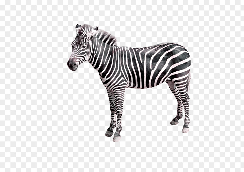 Zebra Quagga Creativity PNG