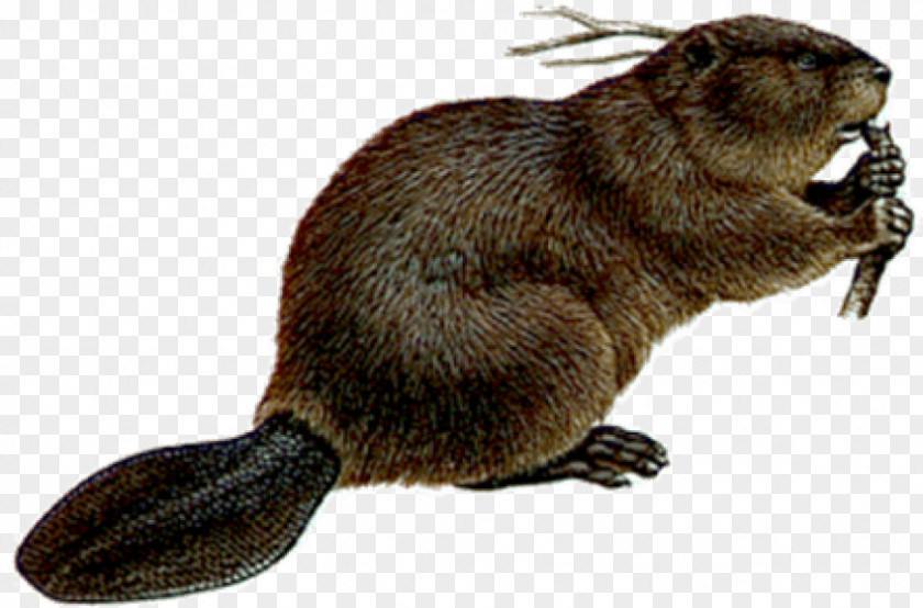 Beaver Welcome To The World Of Beavers Transparency PNG