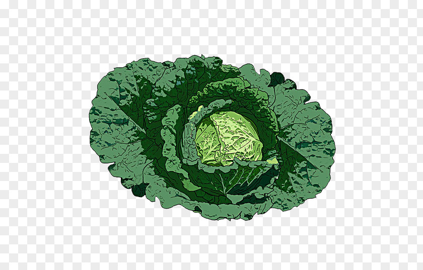 Cabbage Illustration Savoy Leaf Vegetable PNG