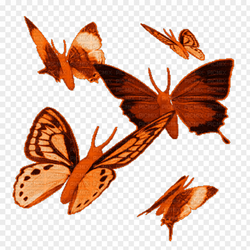 Flies Butterfly Animation Clip Art PNG