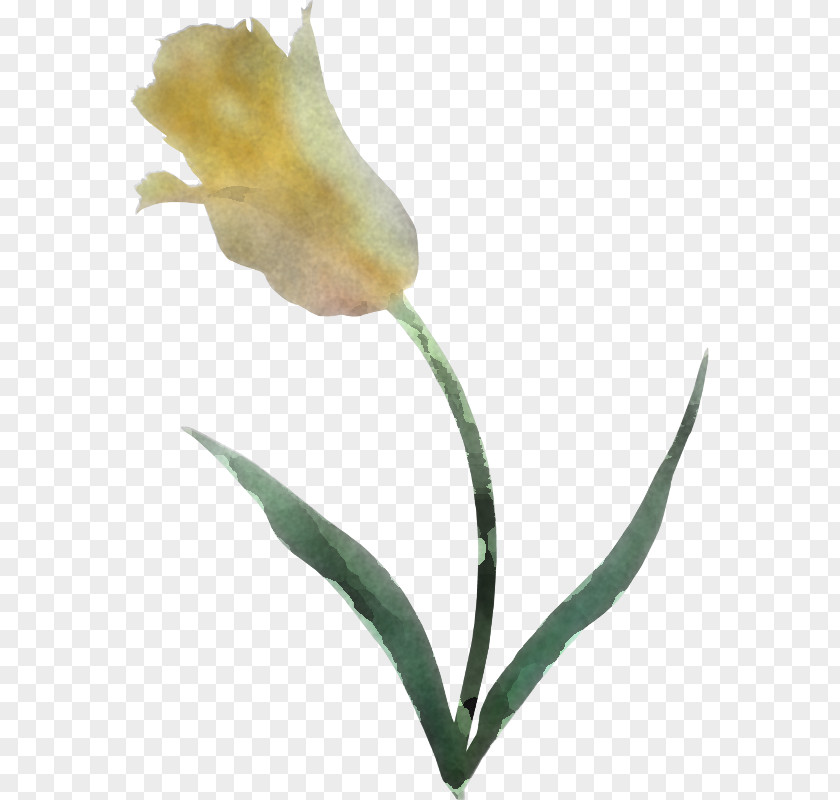 Flower Plant Pedicel Stem Tulip PNG