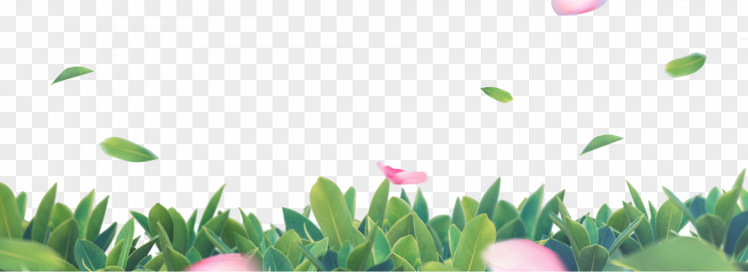 Grass Petal Decoration Leaf Decorative Arts PNG