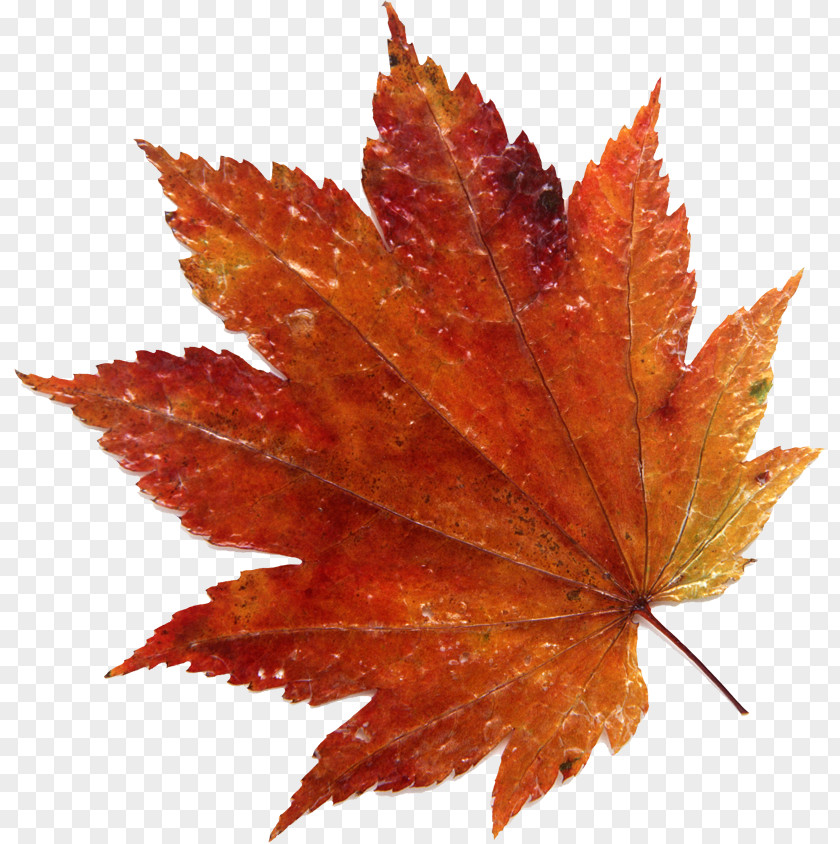 Leaf Maple Photography Japanese PNG