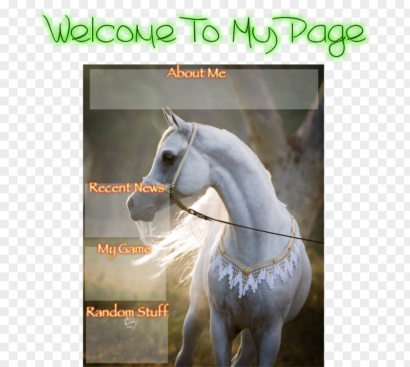 Mustang Stallion Arabian Horse Mare White PNG