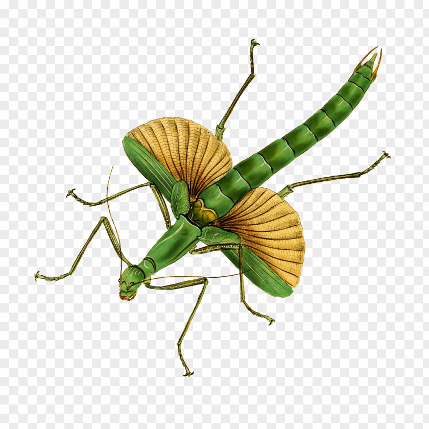 Plant Cricketlike Insect Mantidae Mantis Grasshopper Pest PNG
