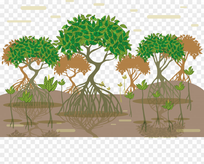 Tree Root Vector Tropical And Subtropical Moist Broadleaf Forests Mangrove Euclidean PNG